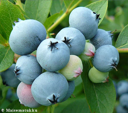 Vaccinium 'Arto' aaronpensasmustikka